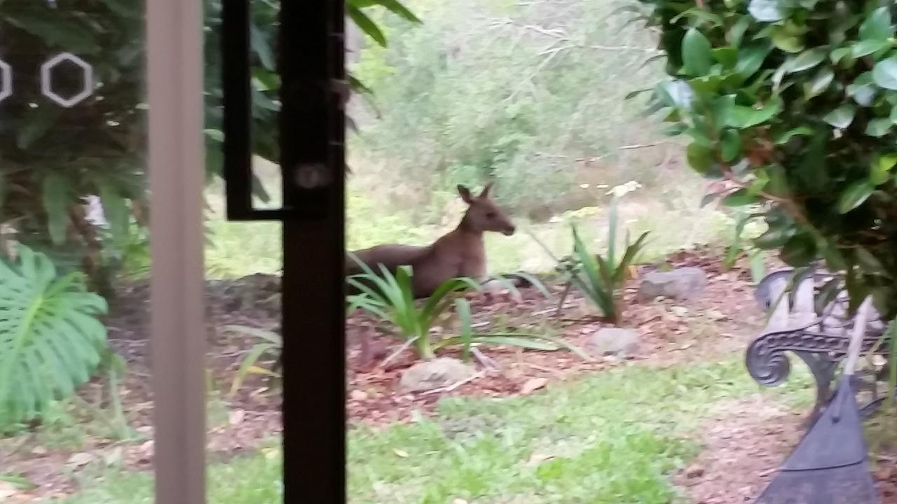 נאמבוקה הדס Forest View Bungalow מראה חיצוני תמונה