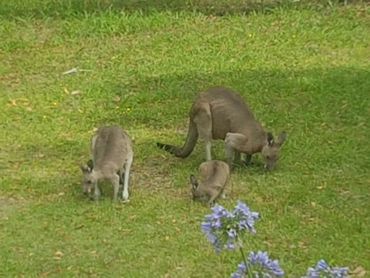 נאמבוקה הדס Forest View Bungalow מראה חיצוני תמונה